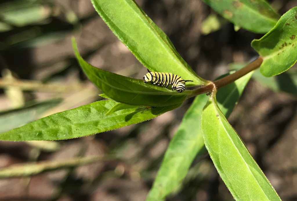 THE STORY OF ROBINWOOD&nbsp;GARDEN