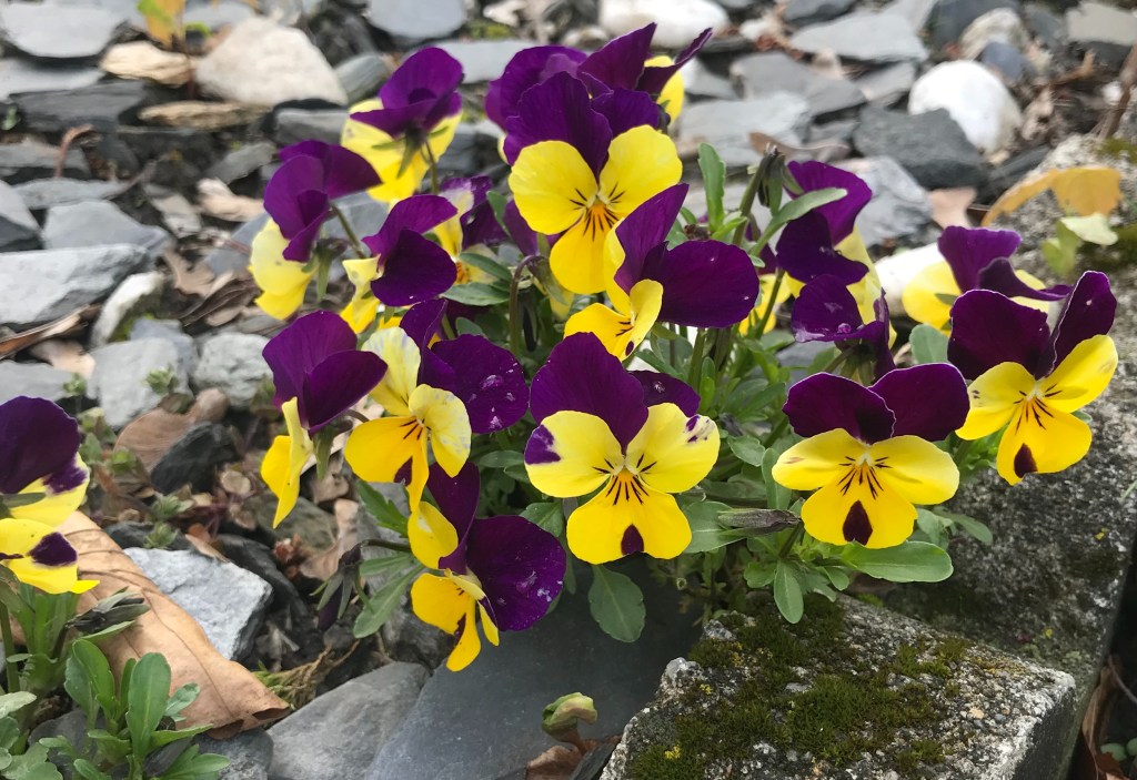 PREPARING FOR WINTER, THINKING OF&nbsp;SPRING