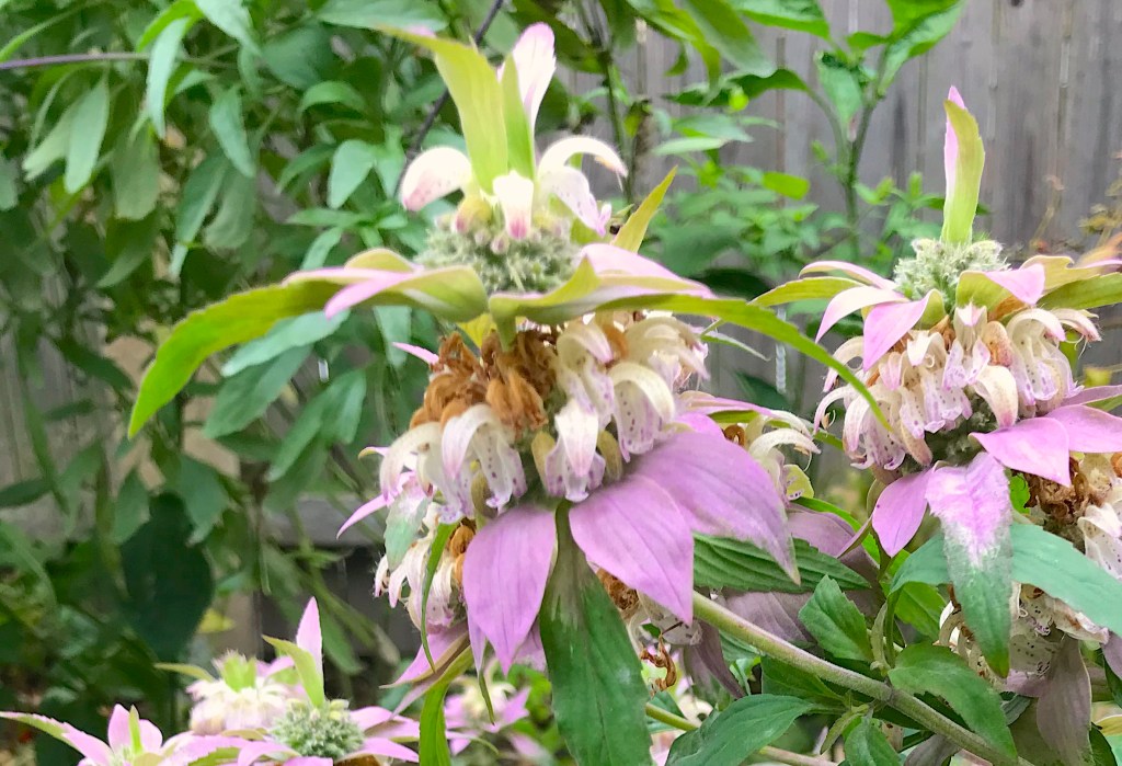 PLAY IT AGAIN: PLANTS WORTH&nbsp;REPEATING