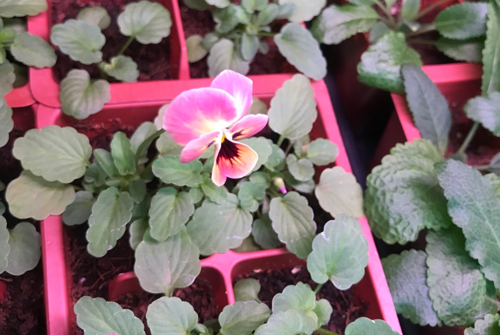 ‘Tis the season for starting&nbsp;seeds